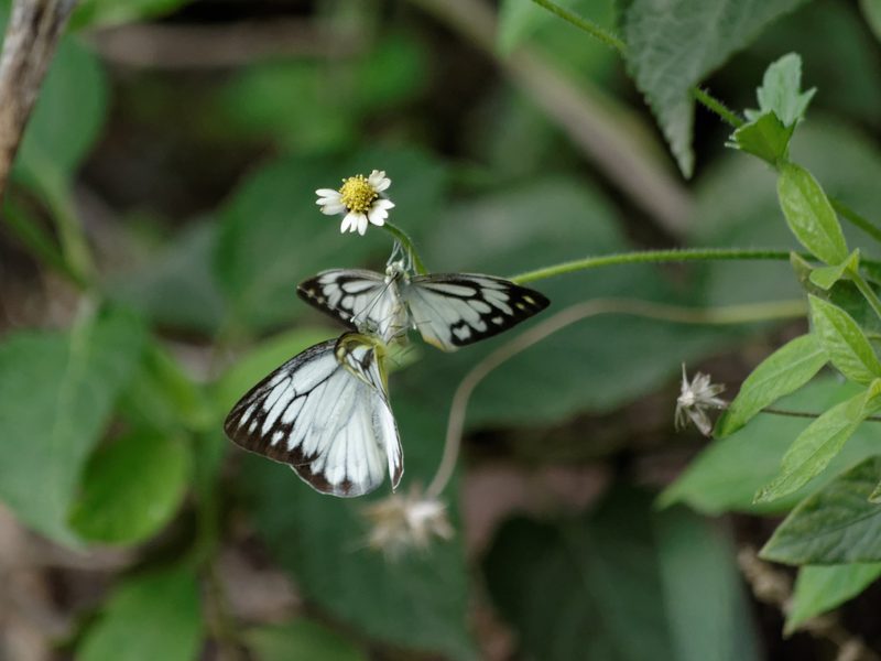 Butterfly at Aravalli Biodiversity Park, Gurugram