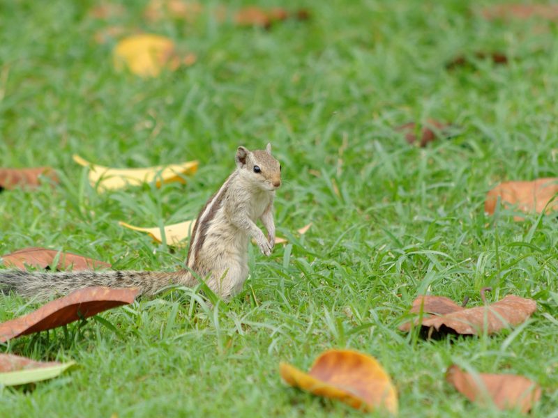 Leisure Valley Park, Gurugram